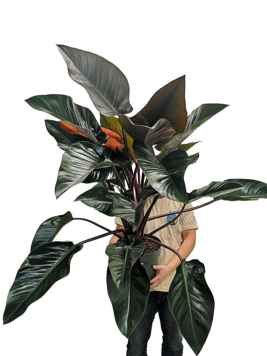 Philodendron Red Beauty 100-120cm