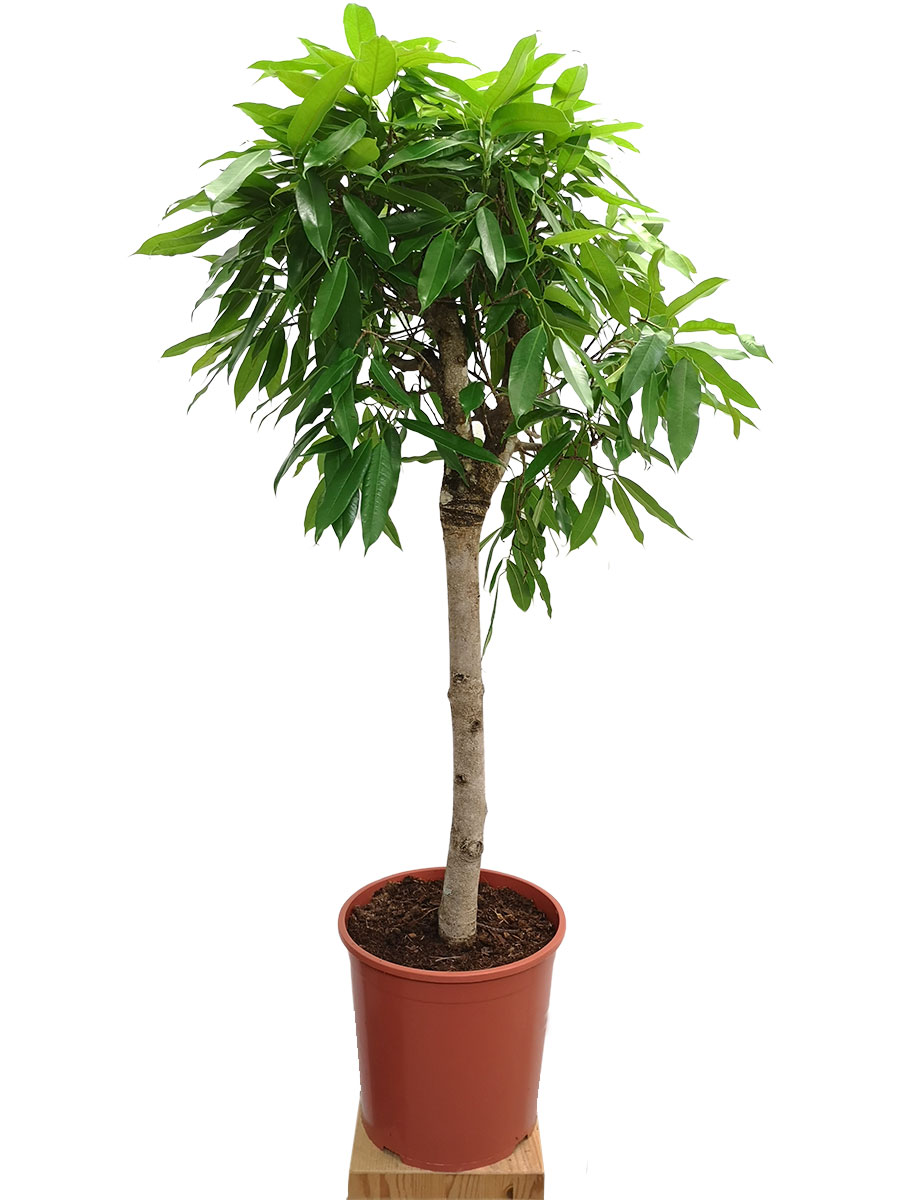 Ficus Amstel King Stamm