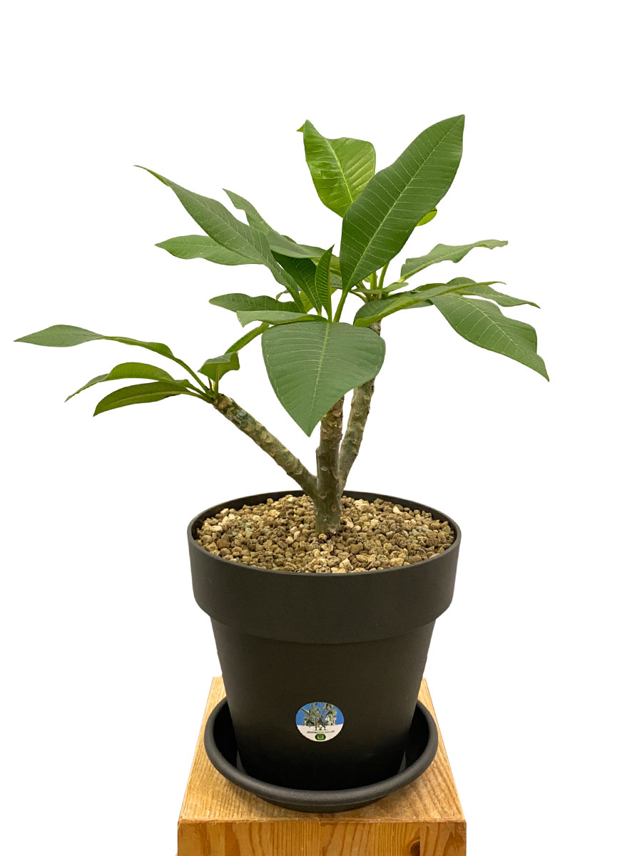 Frangipani Plumeria Hawaiian