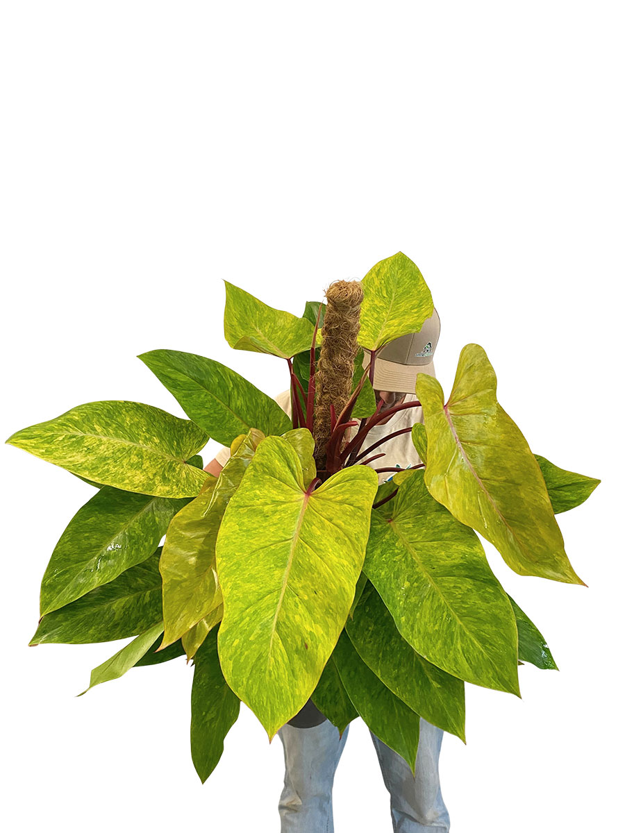 Philodendron Painted Lady XL