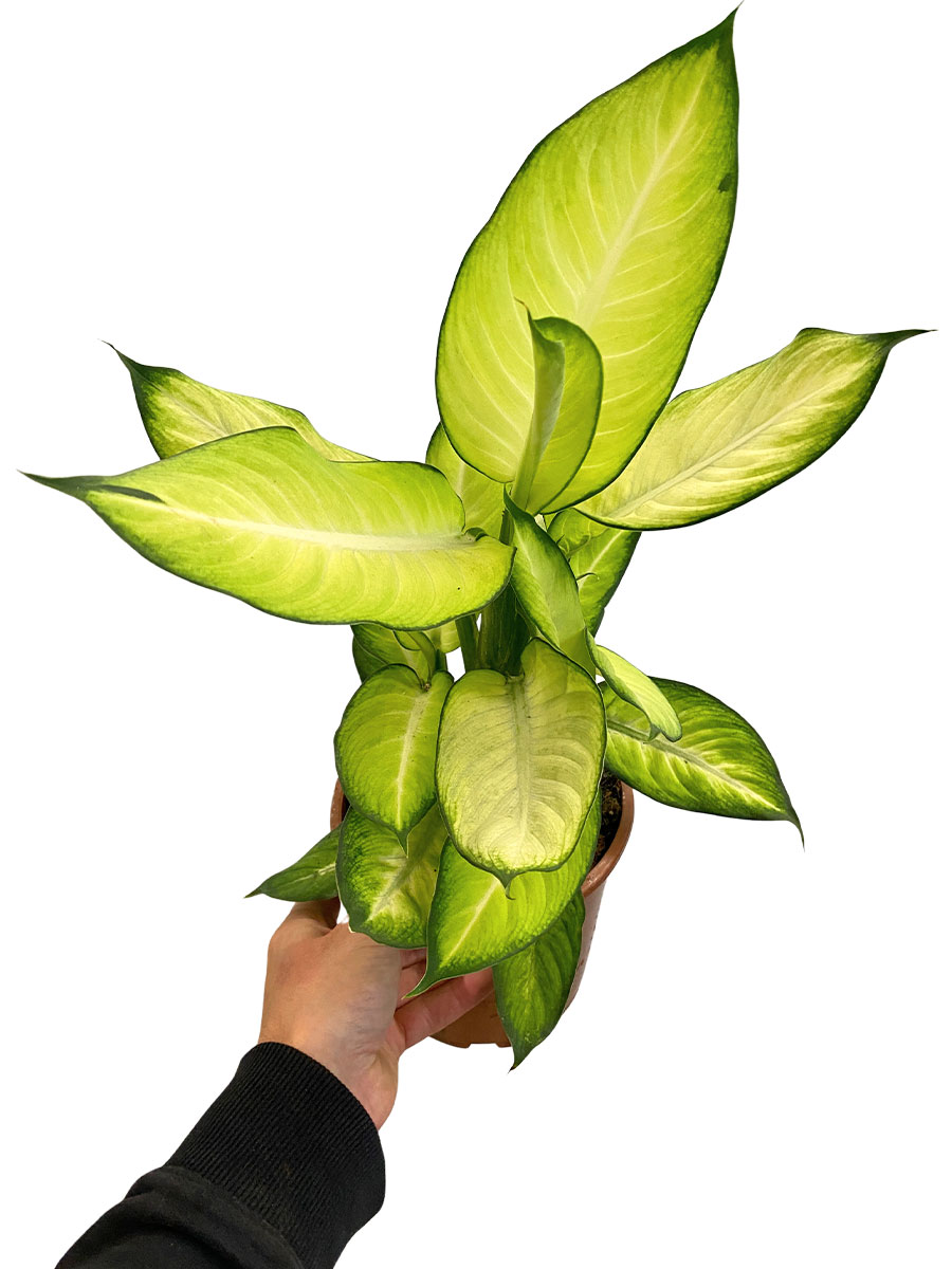 Dieffenbachia Summer Style - Ø17 cm