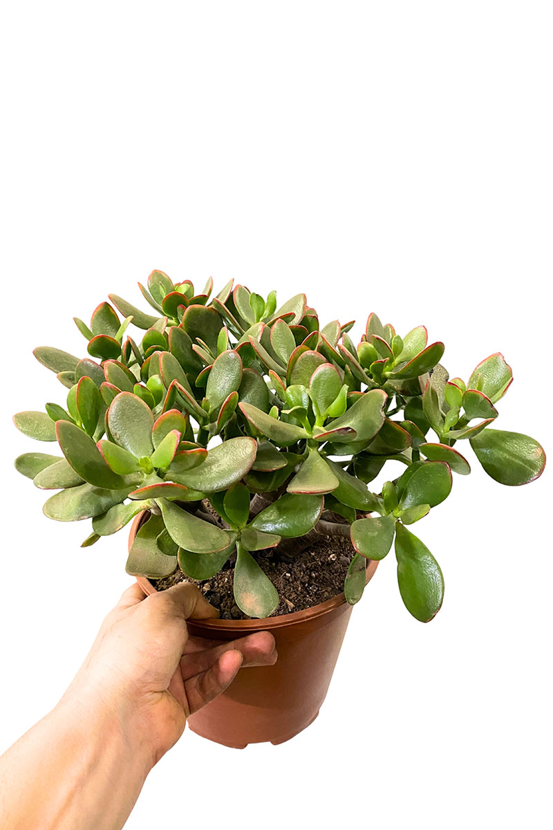 Geldbaum Crassula Ovata Sunset