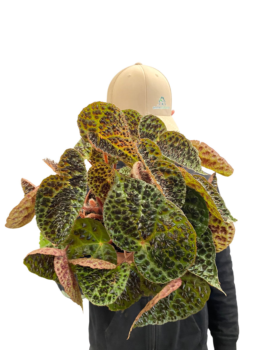 Begonia Rex Ferox - Gross