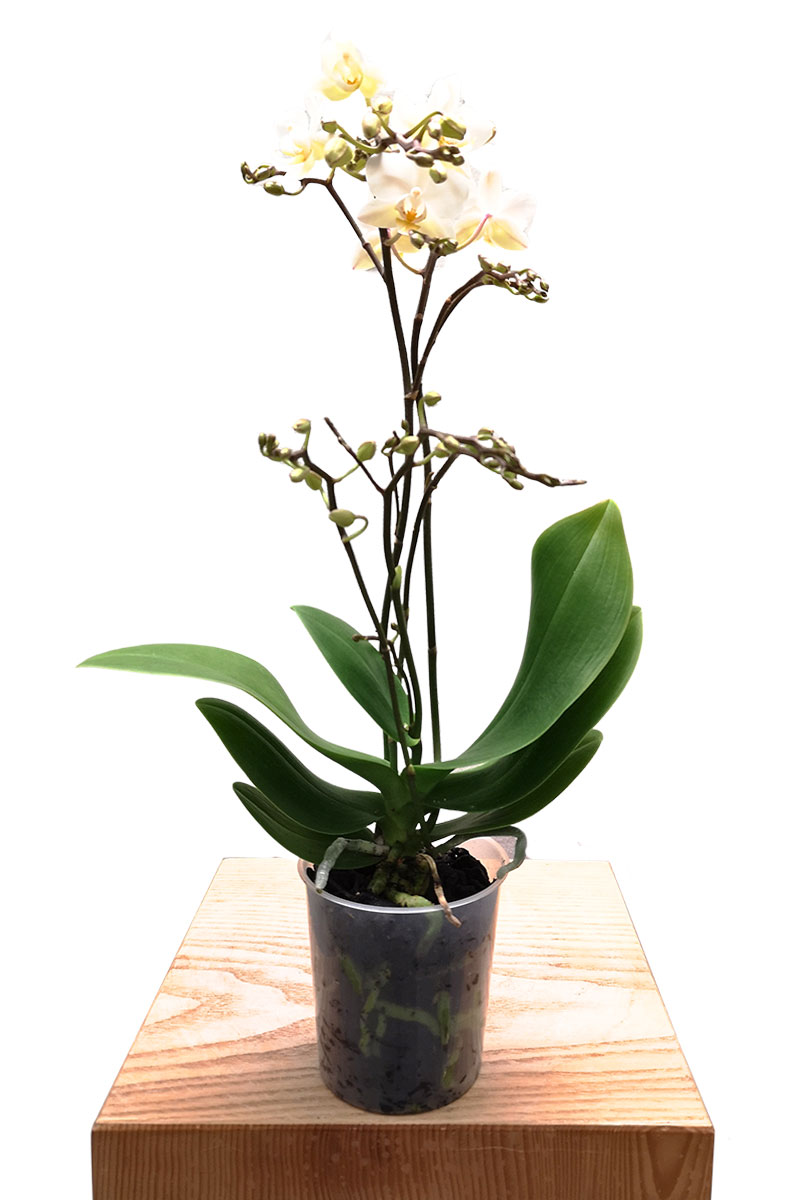 Falterorchidee Phalaenopsis Kolibri