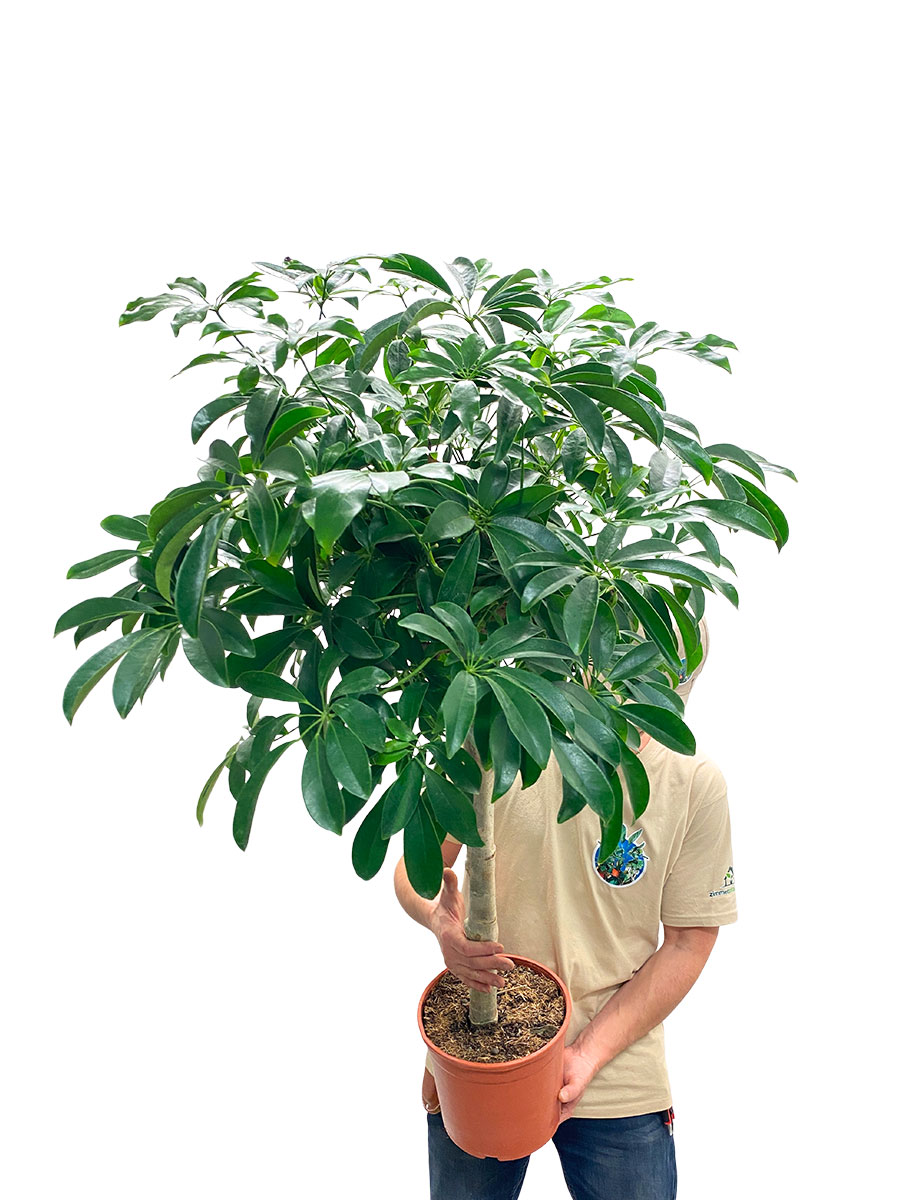 Schefflera arboricola Compacta Stamm 120cm