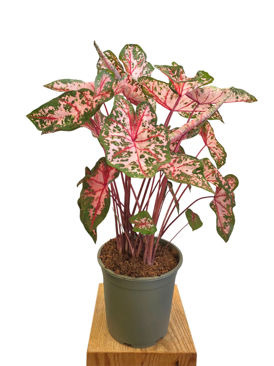 Caladium Carolyn Whorton XL