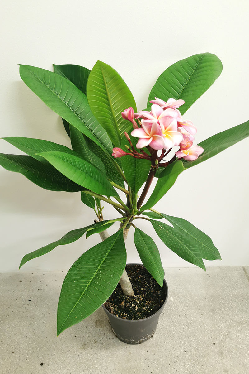 Frangipani Plumeria rubra 50-60cm