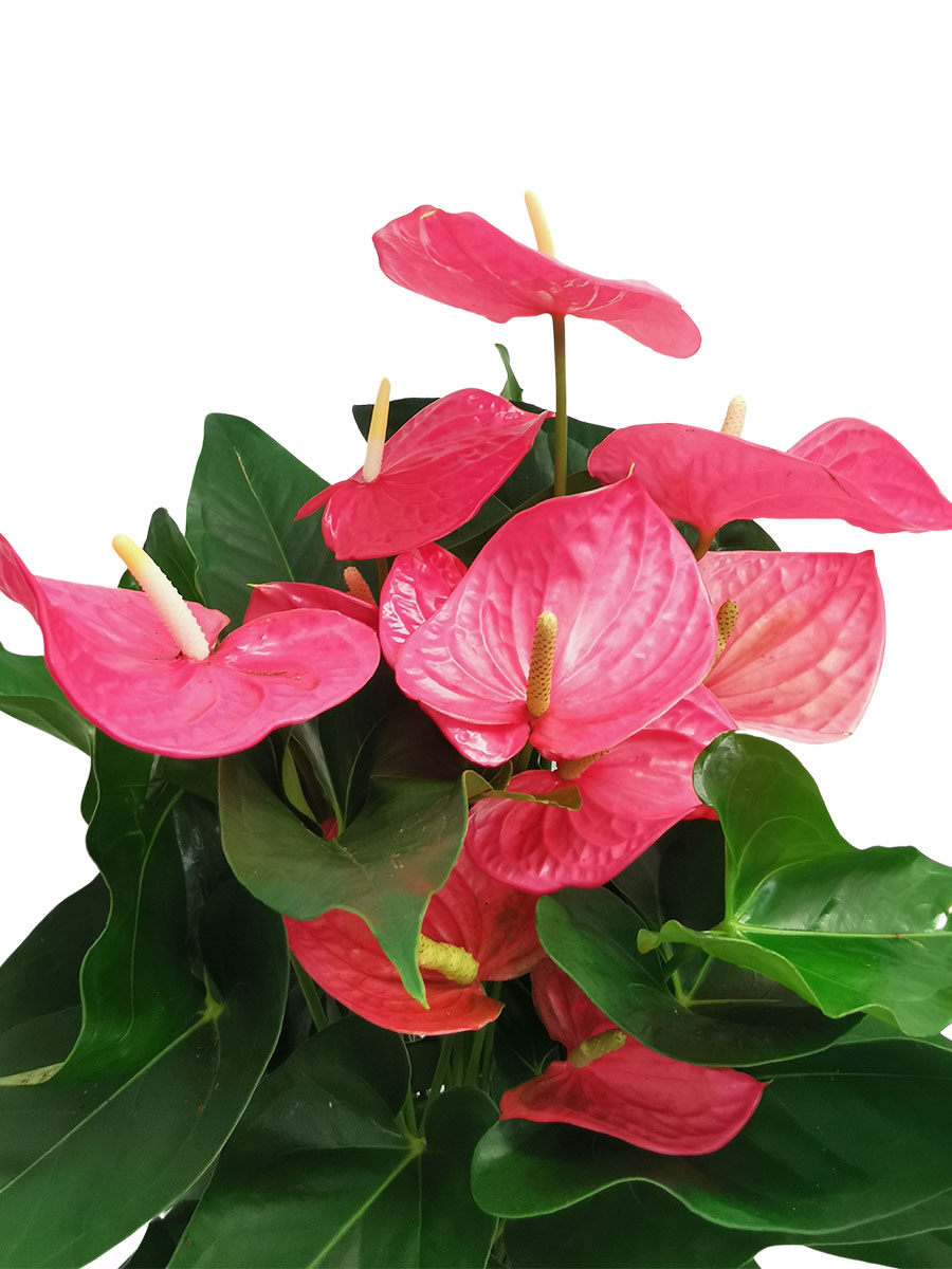 Anthurium Maine Pink