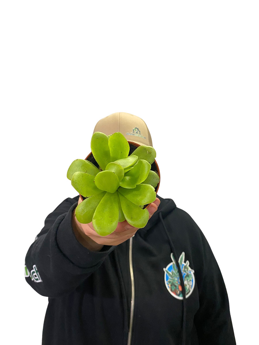 Fettkraut Pinguicula Fleischfressende Pflanze