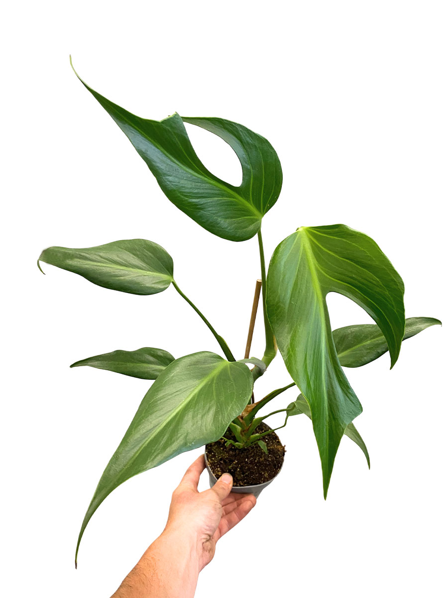 Monstera Burle Marx Flame - Ø12 cm