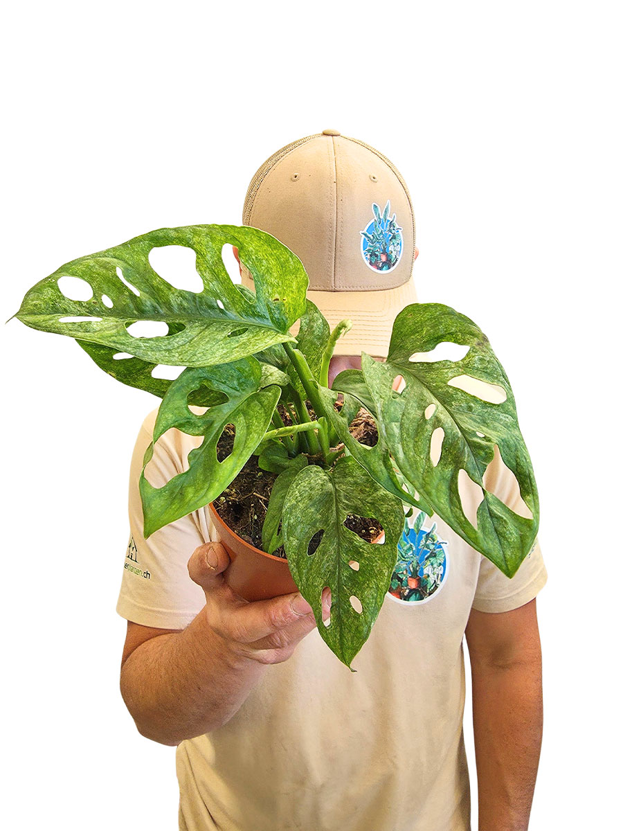 Monstera Adansonii Mint