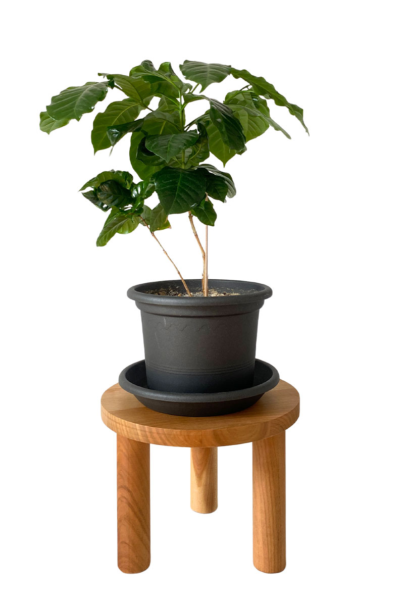 Pflanzenhocker - Ø25xH20cm - Kirschbaumholz