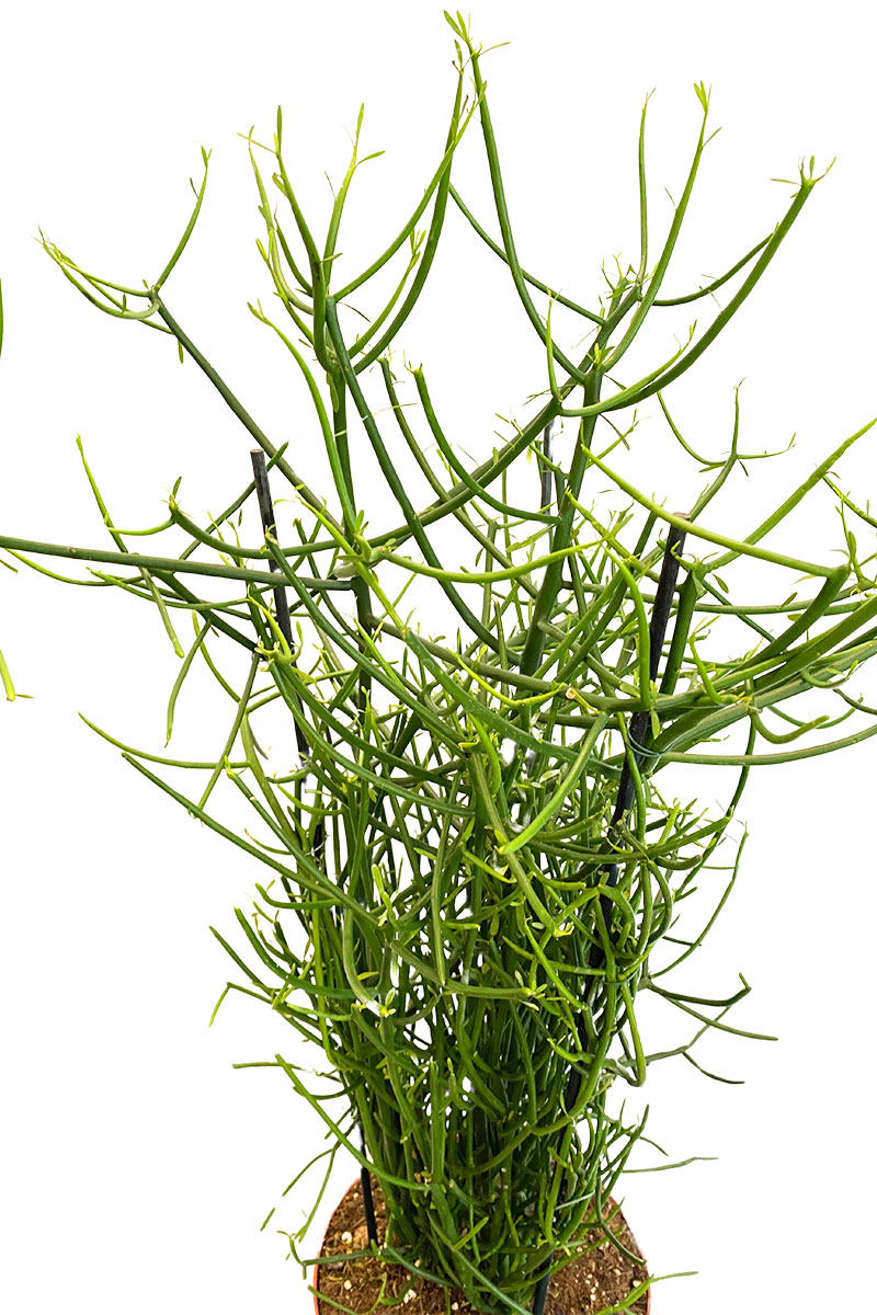 Bleistiftpflanze Euphorbia tirucalli