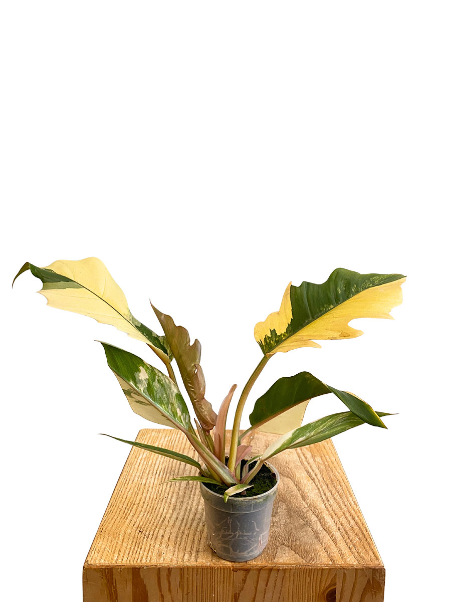 Baby Philodendron Caramel Marble