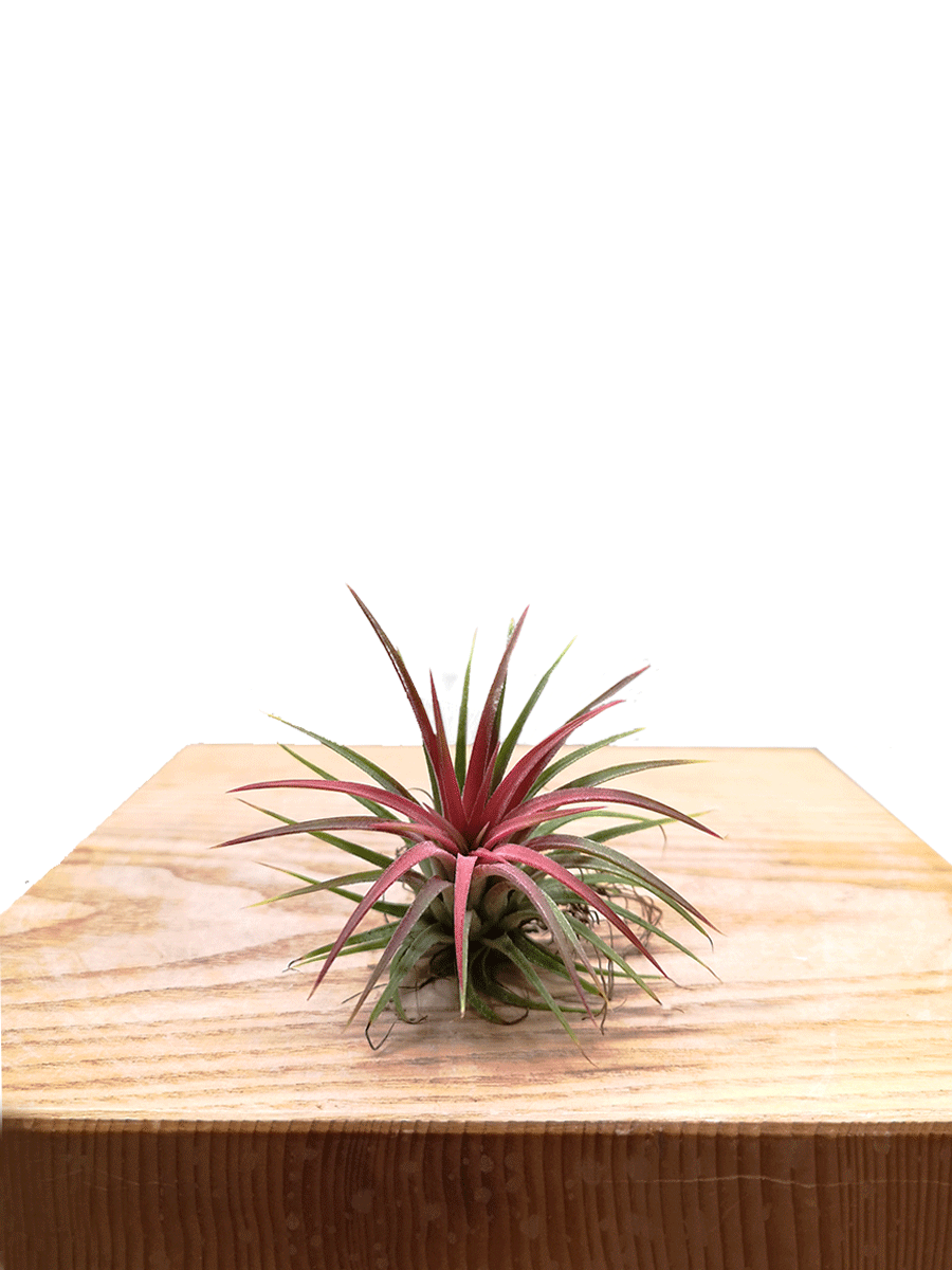 Tillandsia ionantha Red