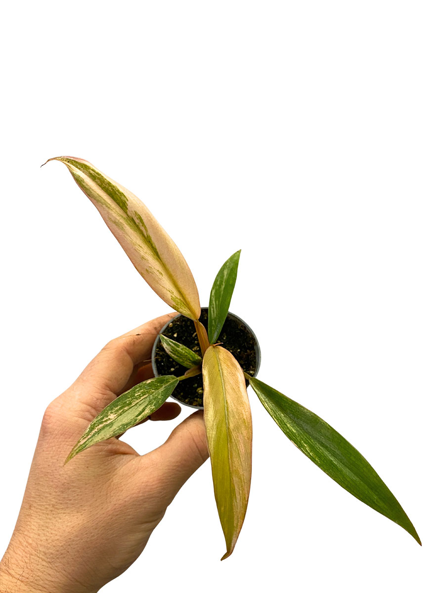 Philodendron Caramel Marble