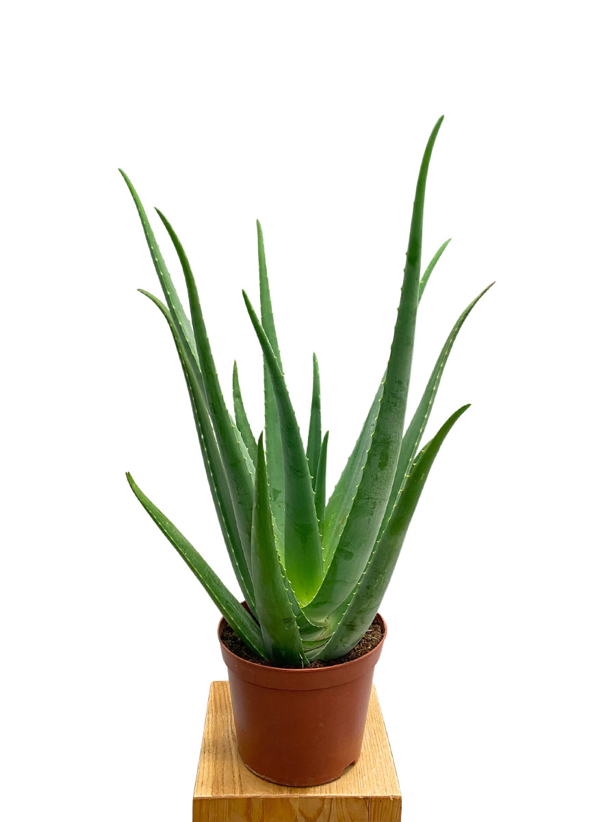 Echte Aloe Vera Bio XL
