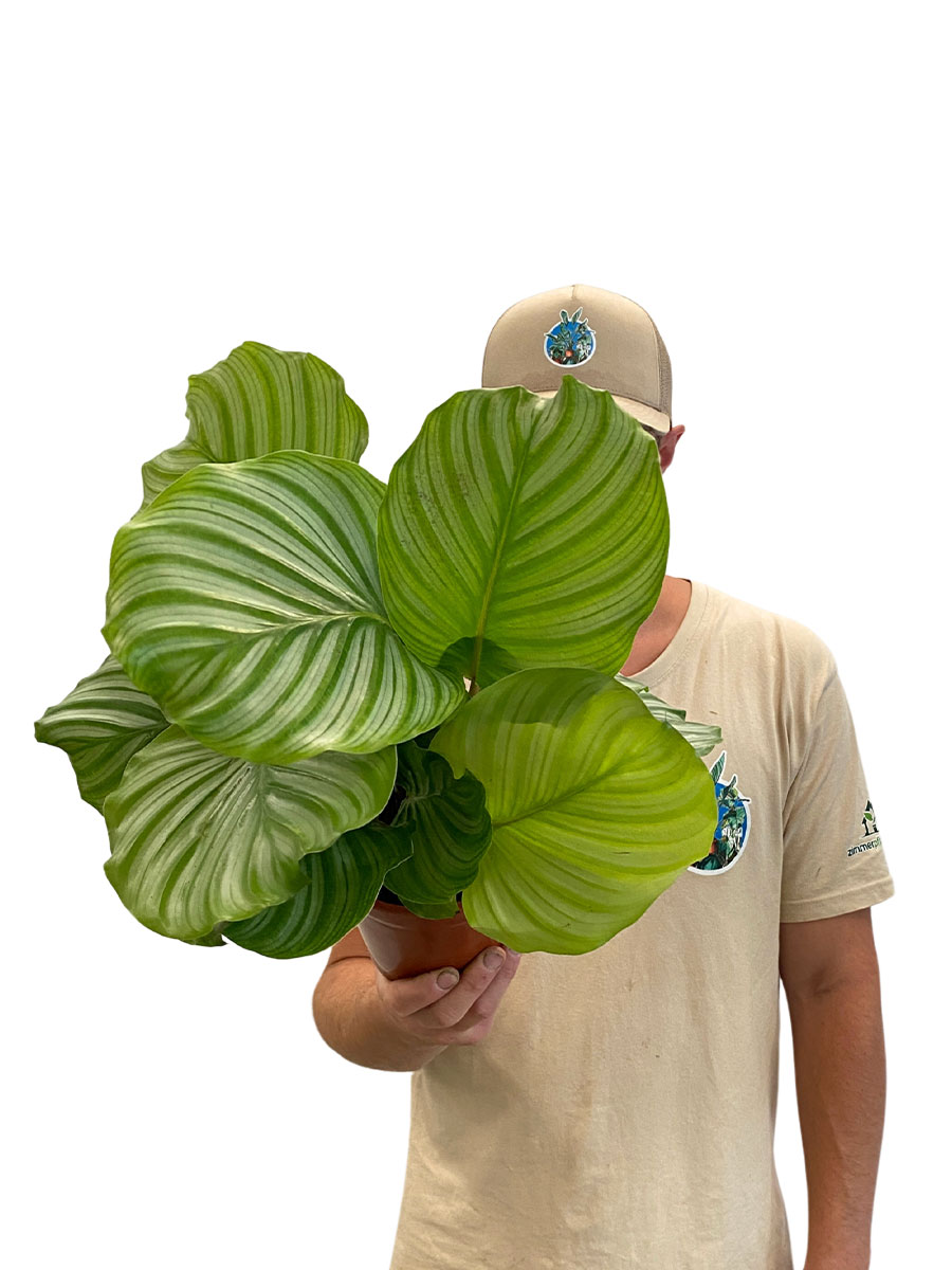 Calathea Orbifolia Calathea Orbifolia