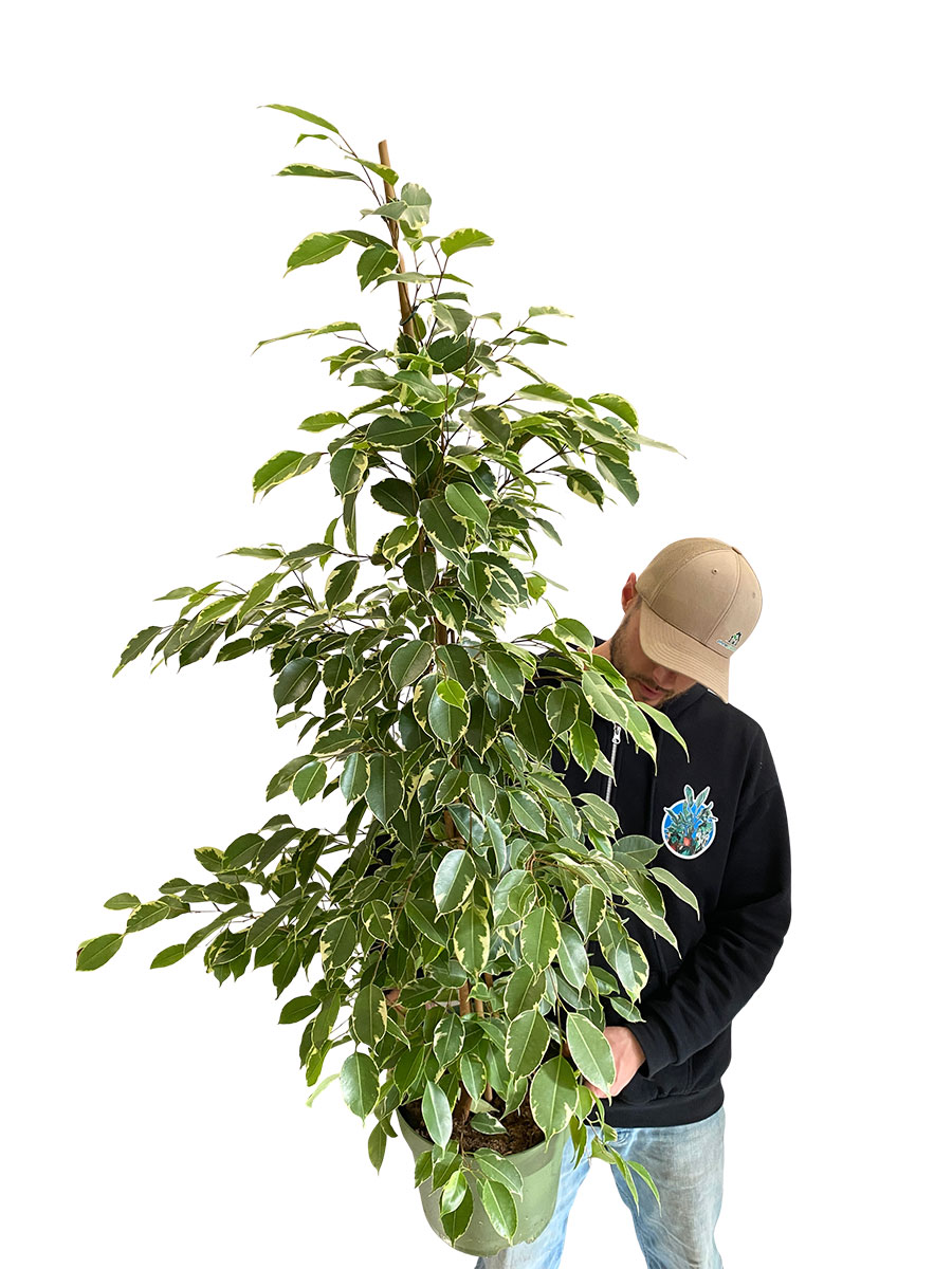 Ficus Benjamina Golden King