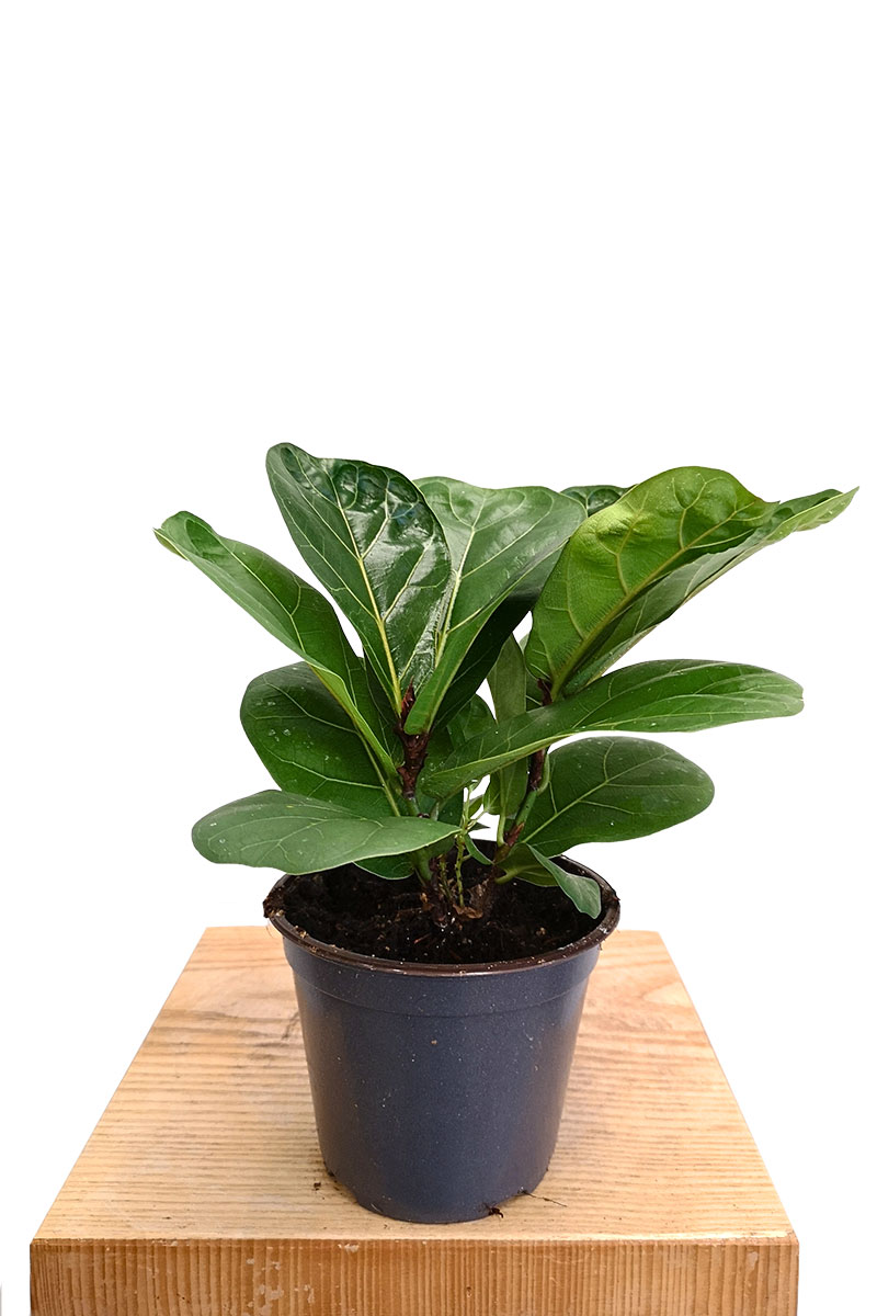 Baby Geigenfeige Ficus lyrata