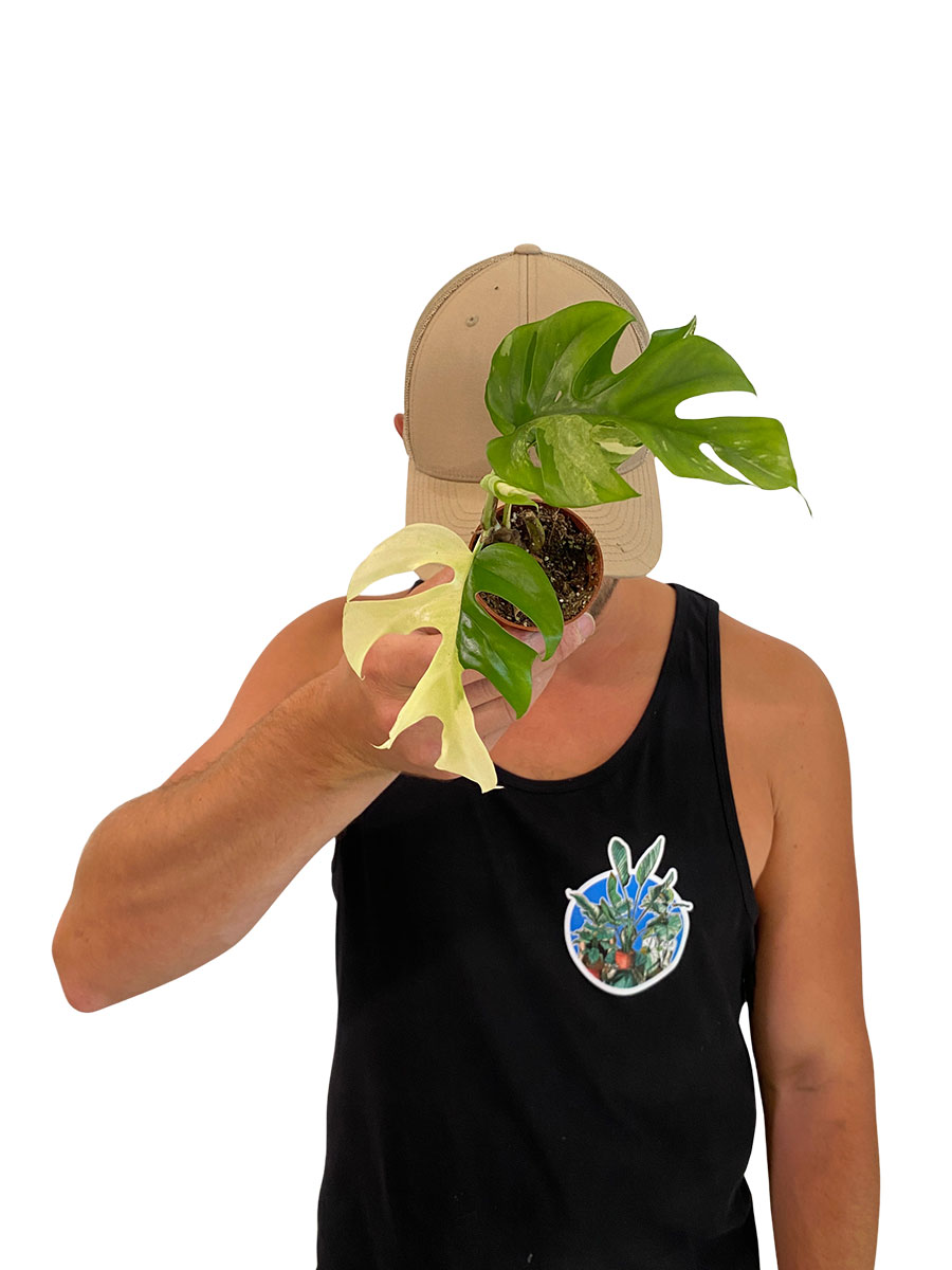Baby Monstera Minima Variegata