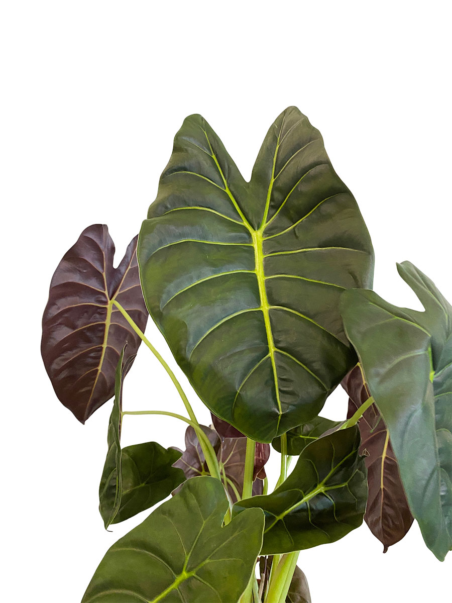 Alocasia Golden Bone
