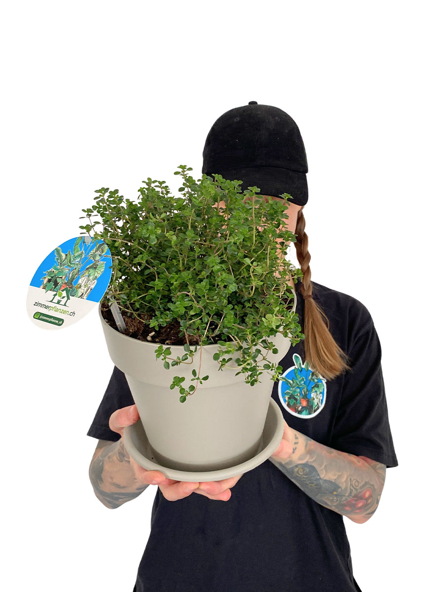 Zitronenthymian Bio