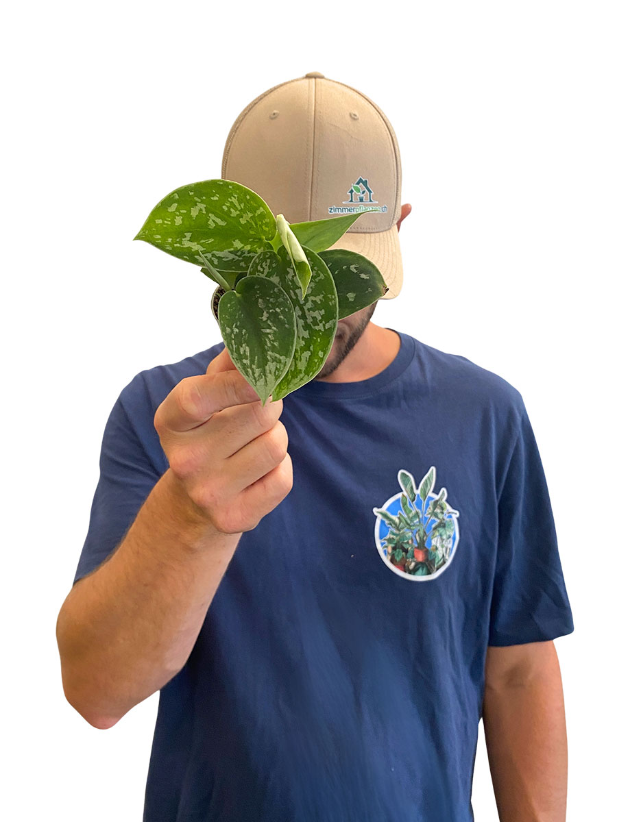Baby Scindapsus Pictus