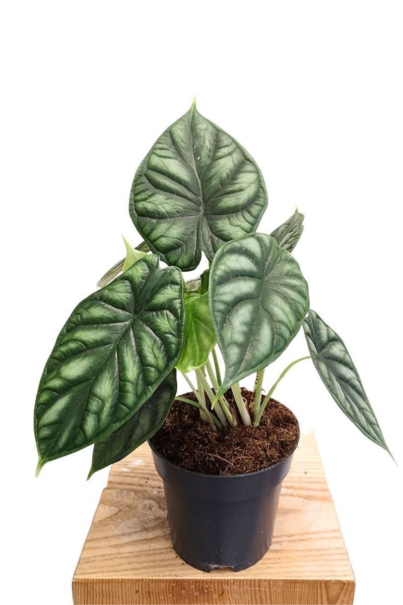 Alocasia Dragon Scale