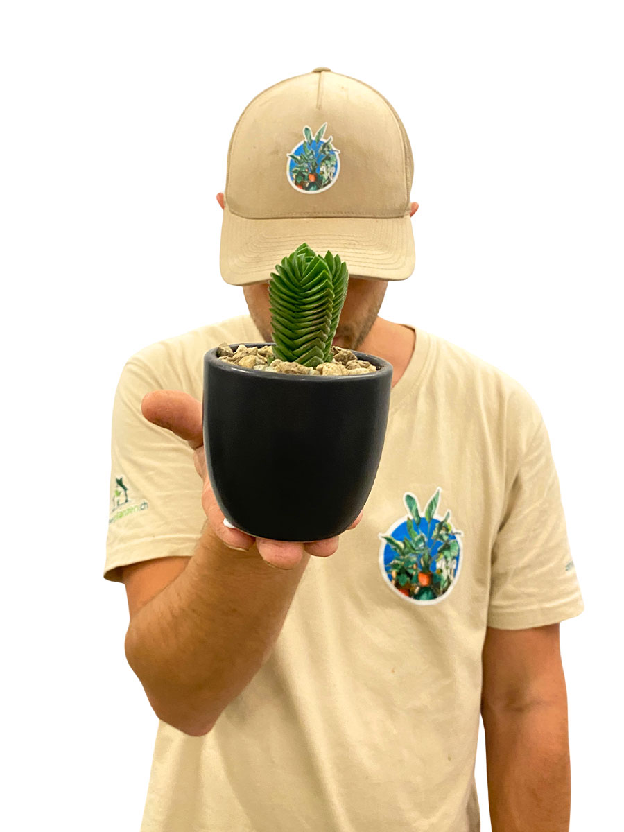 Crassula Buddha's Temple Keramik