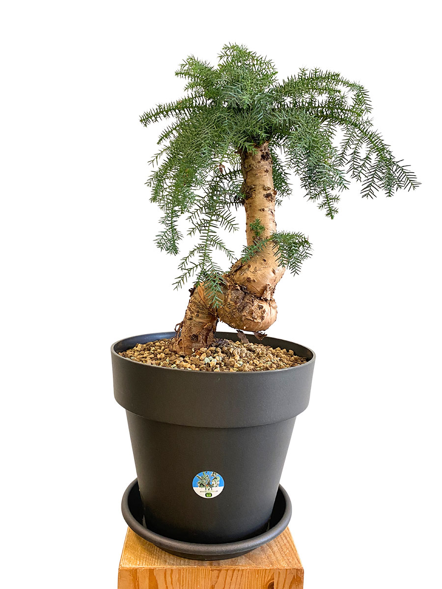 Araucaria Cunninghamii