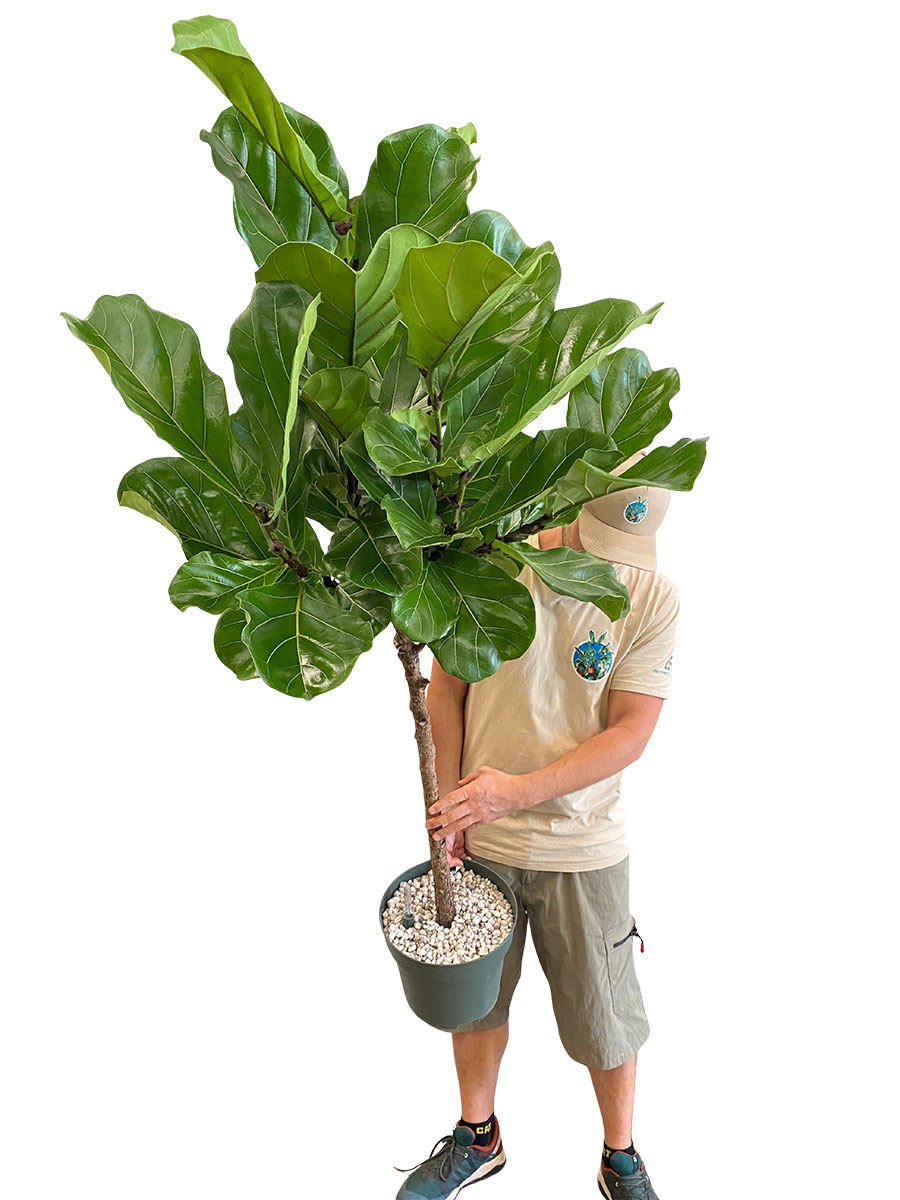 Geigenfeige Ficus Lyrata Stamm