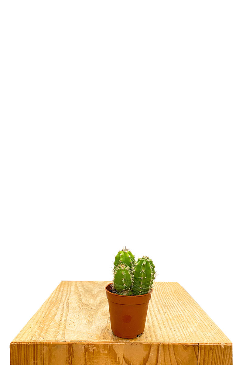 Baby San Pedro Kaktus Trichocereus pachanoi