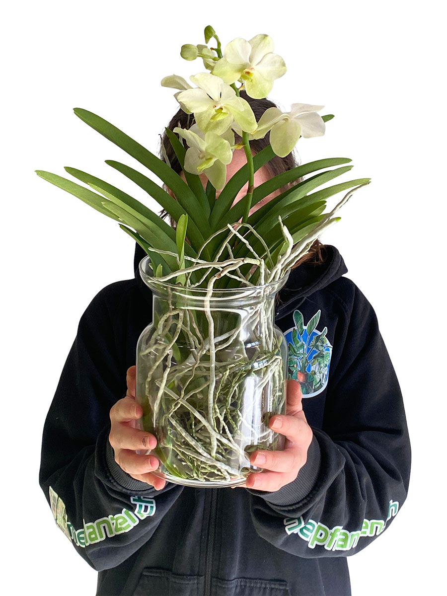 Vanda Bose Orchidee Gelb im Glas