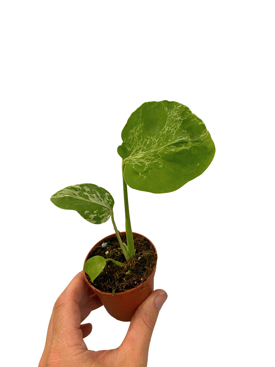Baby Monstera Bulbasaur