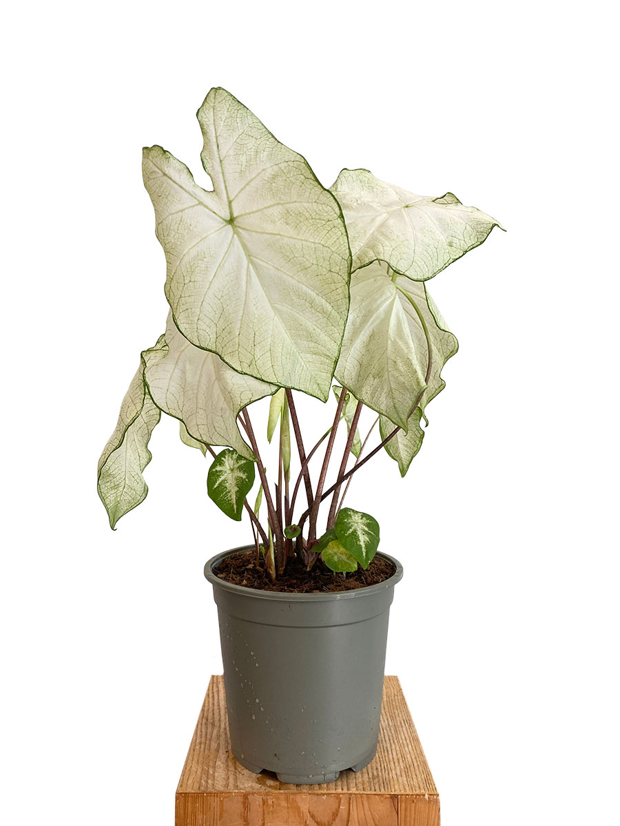 Caladium Florida Moonlight XL
