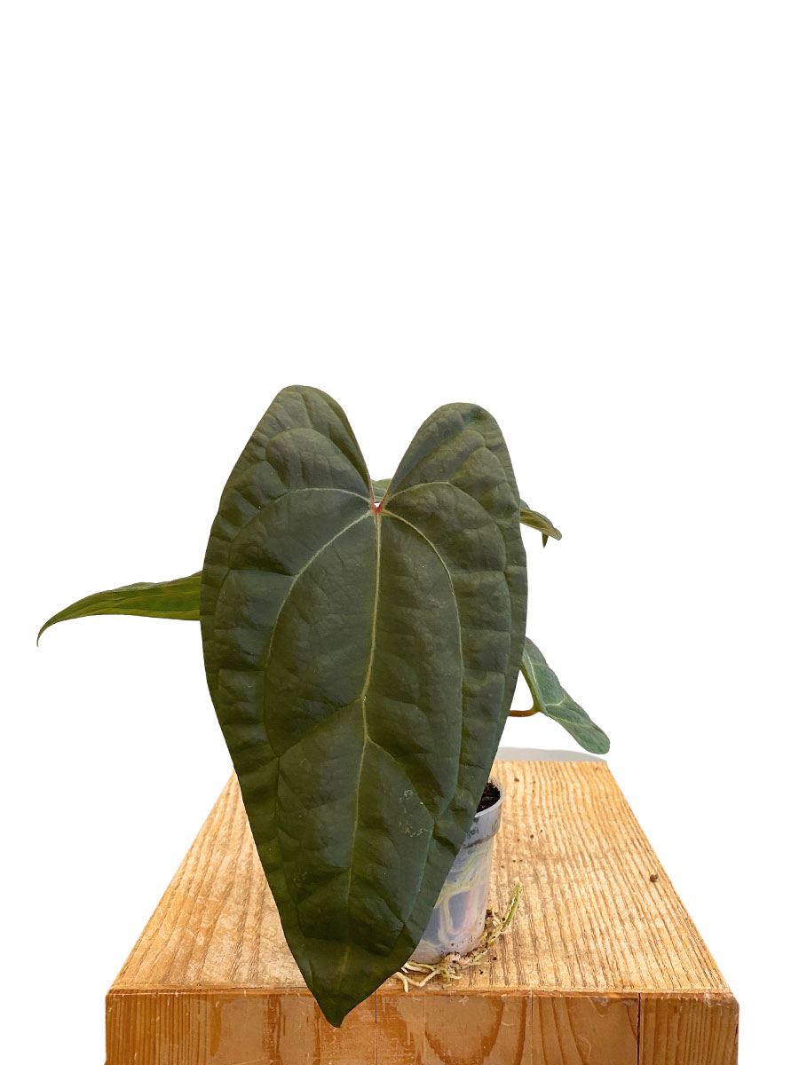Baby Anthurium Ace of Spades x Papillilaminum