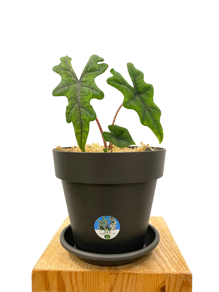Alocasia Jacklyn