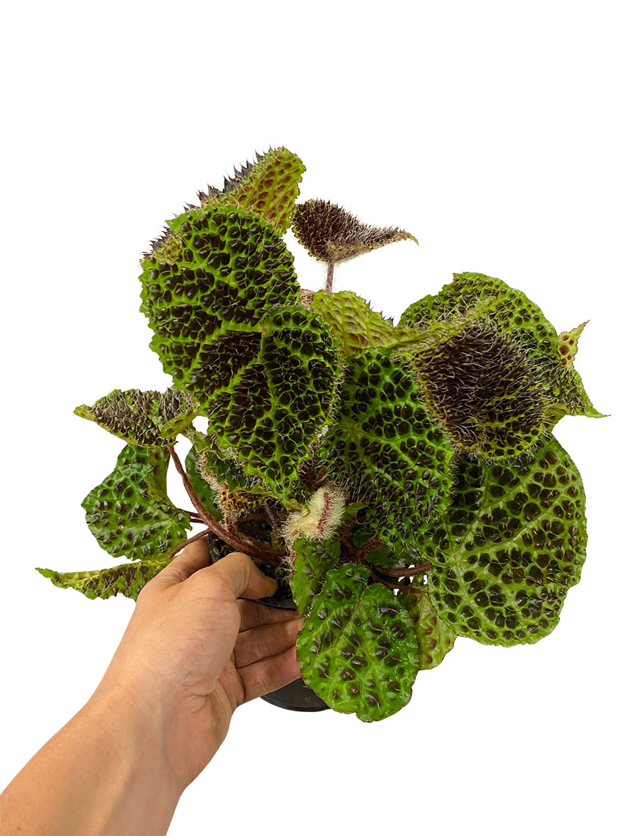 Begonia Melanobullata