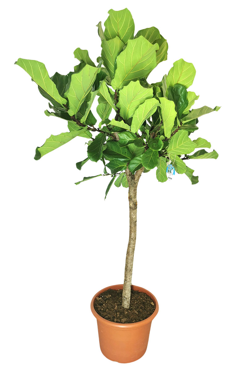 Geigenfeige Ficus lyrata Stamm XXL