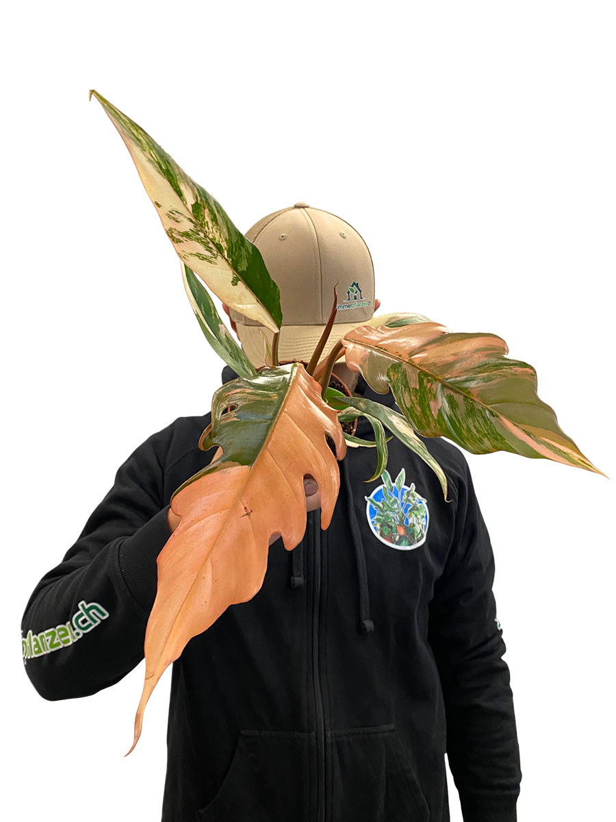 Philodendron Caramel Marble
