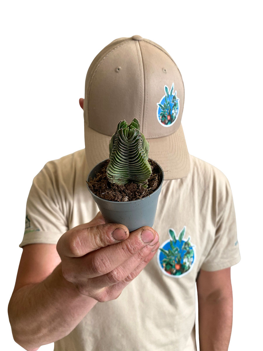 Crassula Buddha's Temple