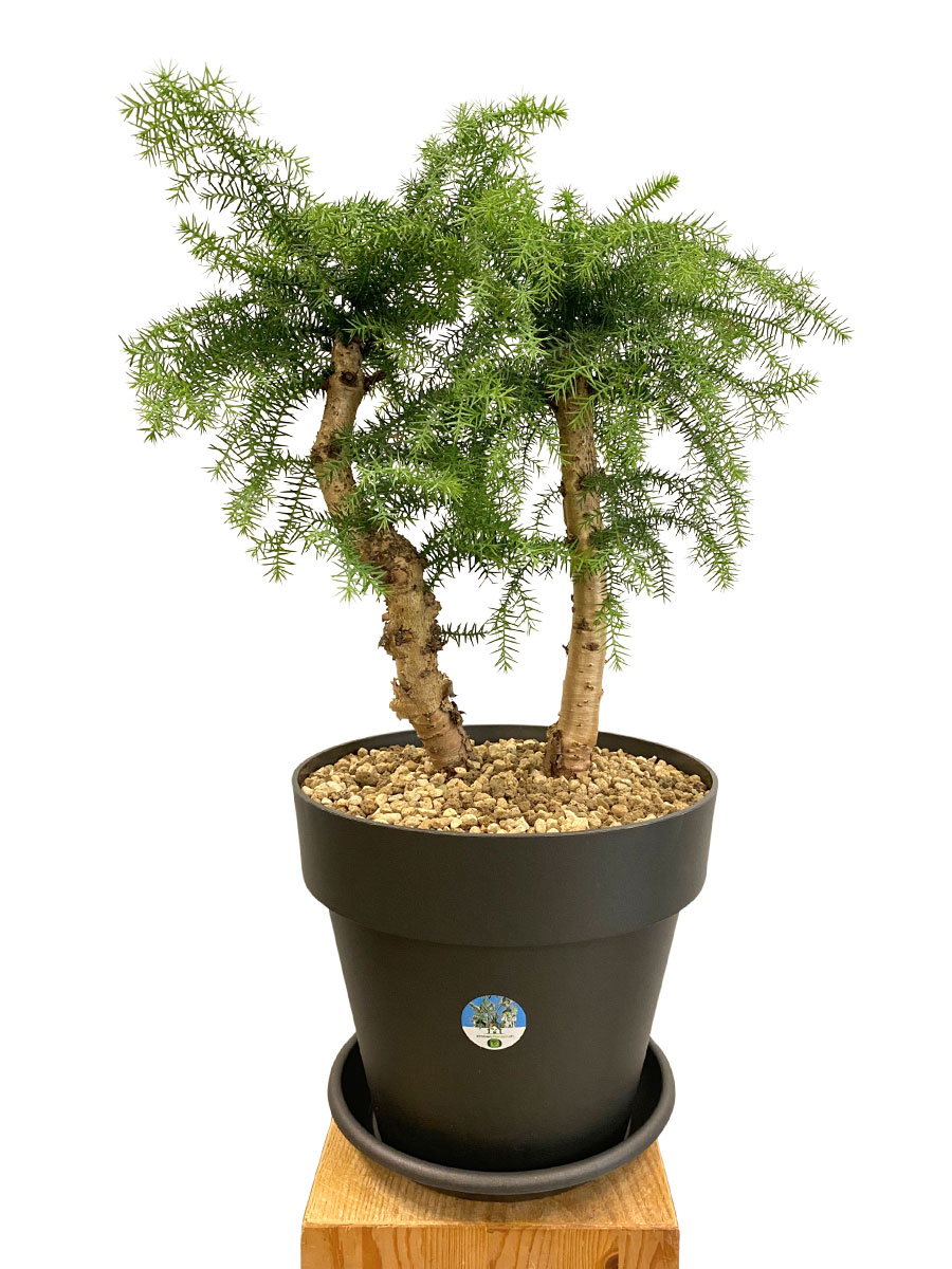 Araucaria Cunninghamii