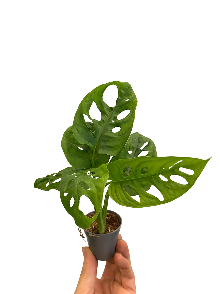 Baby Monstera Monkey Leaf