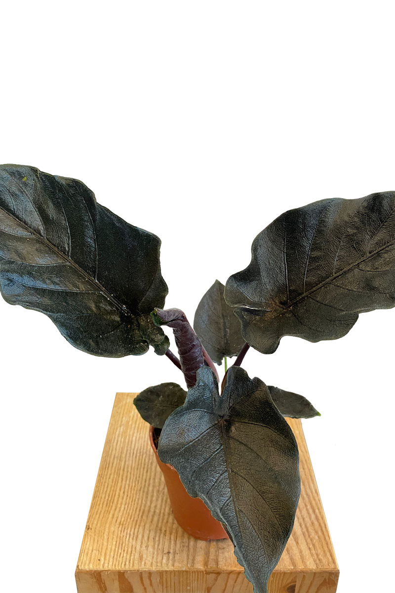 Alocasia Antoro Velvet