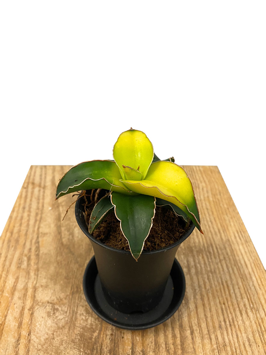 Sansevieria Star Canary - Ø7.5 cm