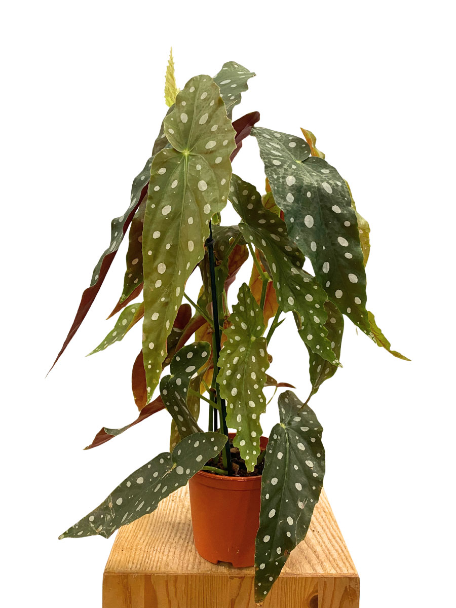 Begonia Maculata Wightii 