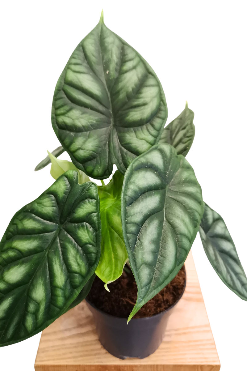 Alocasia Dragon Scale Alocasia Dragon Scale