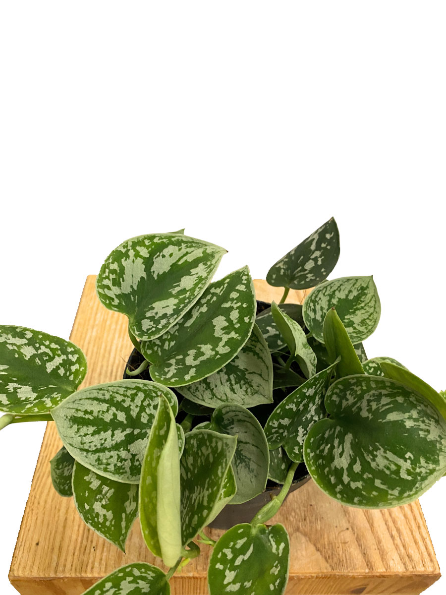 Scindapsus Pictus Argyraeus