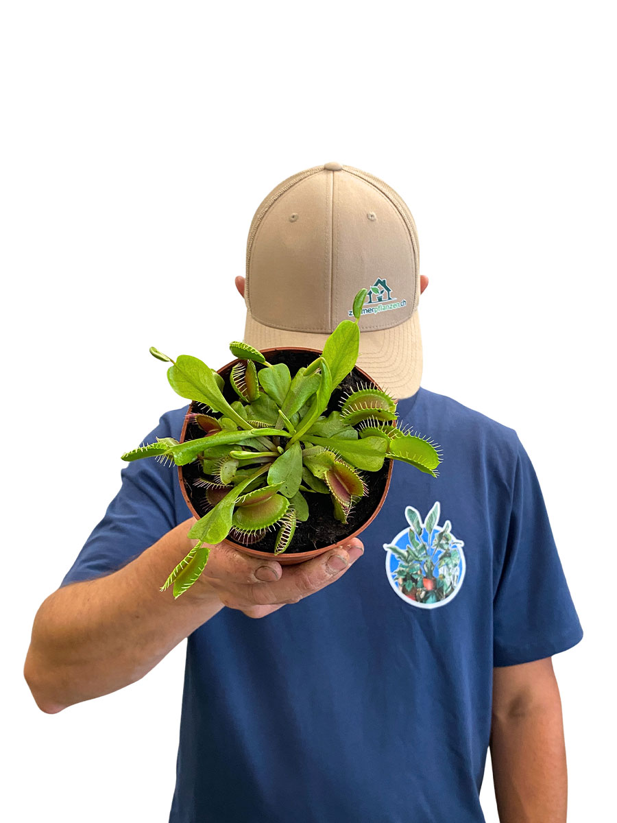Venusfliegenfalle Dionaea Fleischfressende Pflanze 